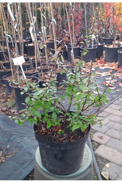 Пираканта Оранж Глоу - 3л/вис.35-45см/Ø25-35см